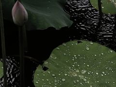 -荔湾湖公园