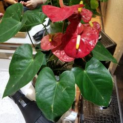 -梵创造型