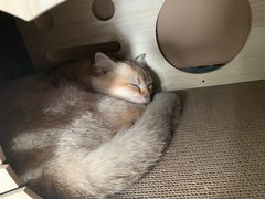 -翊宠yipet猫狗购宠庄园犬舍•猫舍