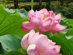 -陈家山荷花公园
