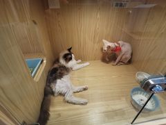-屋虎猫馆(宝安大仟里店)