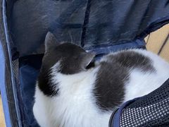 -瑞派·关忠动物医院·猫专科·犬专科(三环新城店)