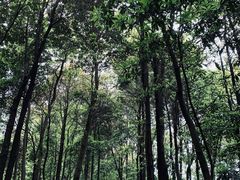 -南山植物园