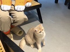 -琪喵猫屋·撸猫猫咖·猫舍