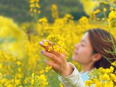 -桑洲油菜花景区