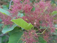 -北京西山国家森林公园