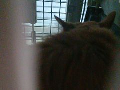 -瑞派福兴宠物医院犬猫全科·骨科·中西医结合(河东店)