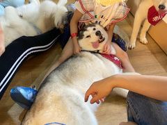 -Husky Go! 哈士奇体验馆·宠物咖啡厅狗咖