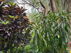 -海南热带野生动植物园