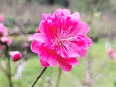 -桃花涧