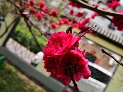 -桃花堤公园