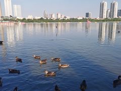 -天津水上公园