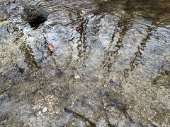 -白水寺森林公园