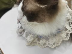 -怪兽屋·羊驼·猫咖·狗咖(俊华广场店)