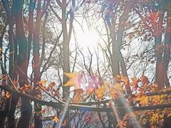 -秋霞圃