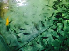 -重庆欢乐海底世界