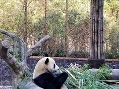 -都江堰中华大熊猫苑
