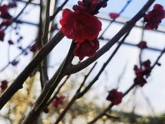 -北京鹫峰国家森林公园