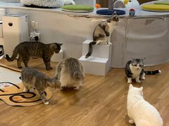 -COLOR PETS 撸猫馆·购猫·猫咖(长风大悦城店)