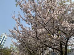 -新虹桥中心花园