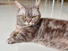-豆逗聊愈猫阁Easy Life