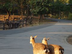 -清迈夜间动物园