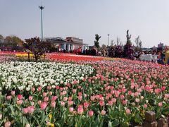 -荷兰花海