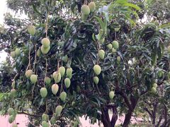 -三亚亚龙湾金棕榈度假酒店