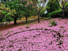 -大连植物园