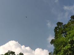 -广州市流溪河国家森林公园