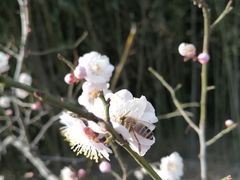 -洛阳市隋唐城遗址植物园