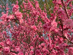 -石家庄市植物园