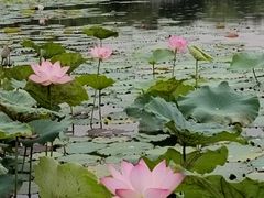 -映月湖公园