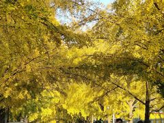 -三里屯东五街银杏大道