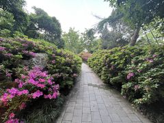 -东湖落雁景区