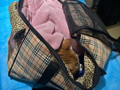 -艾贝尔宠物医院·24H转诊中心·肿瘤猫专科(江宁双龙店)