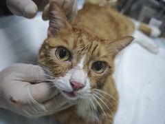 -瑞派长江宠物医院·猫科·外科·24小时夜护(谊城公寓分院)