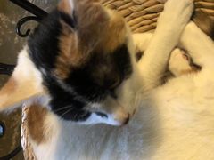-猫猫幼稚园·撸猫·桌游·电玩