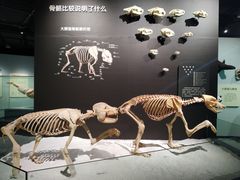 -重庆自然博物馆(新馆)