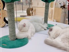 -COLOR PETS 撸猫馆·购猫·猫咖(长风大悦城店)