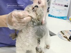 -博特宠物医院24h犬猫全科.骨科·异宠