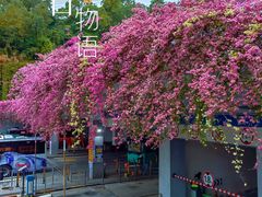 -深圳仙湖植物园