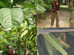 -呀路古热带植物园