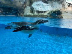 -帝企鹅自助餐厅•儿童岛•真企鹅(长隆企鹅酒店)