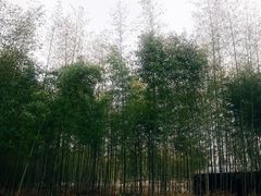 -黄海国家森林公园