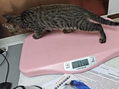 -宠颐生宠物医院·心肾内科·猫专科诊疗中心宠巢店