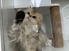 -十月米努特矮脚猫舍