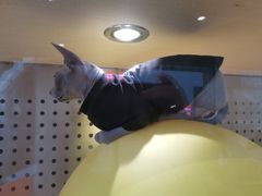 -瞄一喵猫咖(格力海岸店)