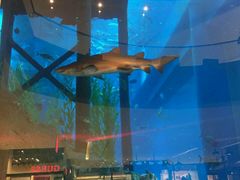 -迪拜水族馆及水下动物园