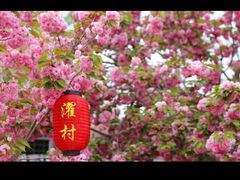 -莱阳濯村樱花园